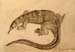 Lizard