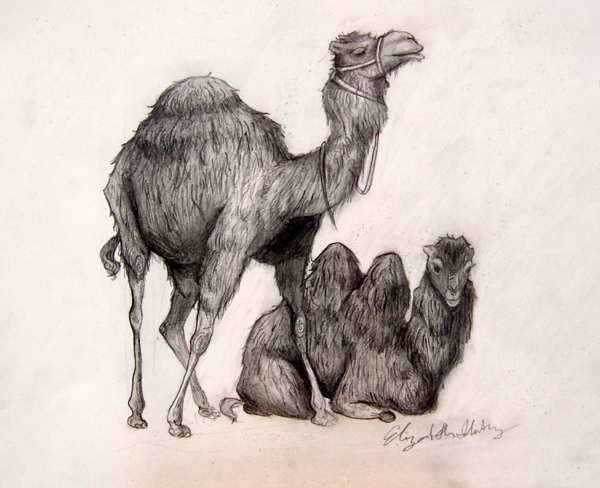 Camels