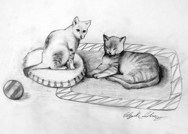 Cats