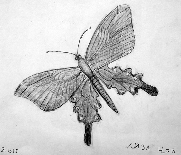 Butterfly