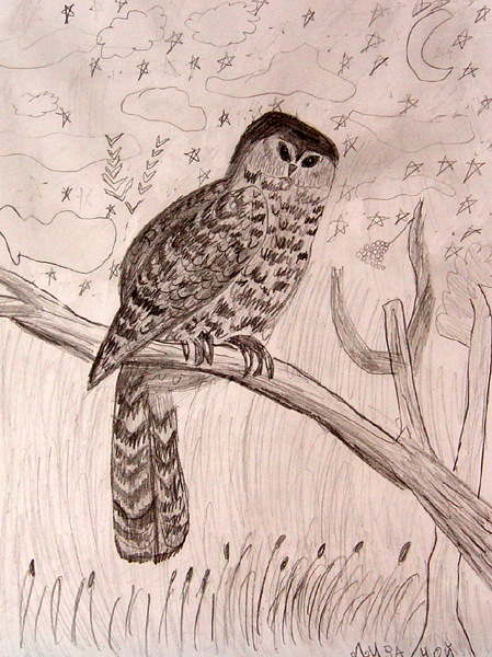 Owl