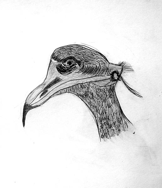 Bird