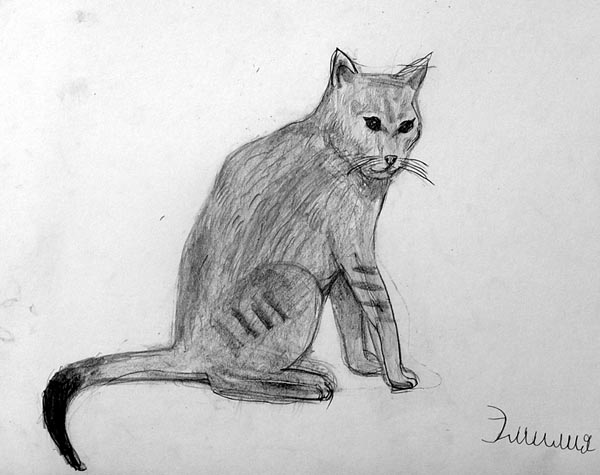 Cat
