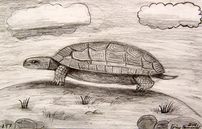 Turtle