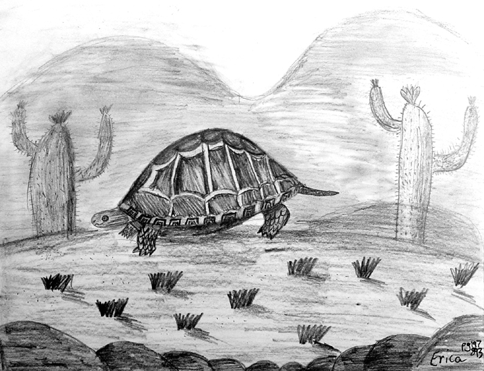 Turtle_2