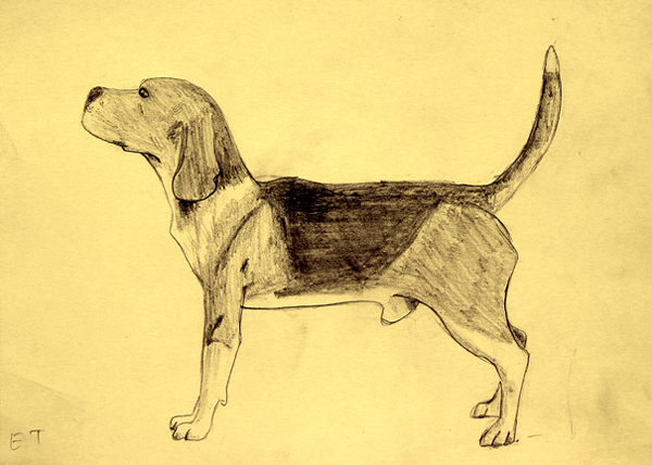 Dog_3