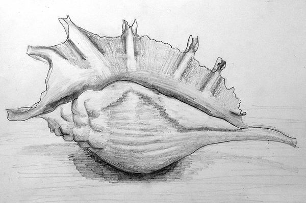 Shell