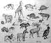Sketches_(animals)