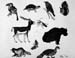 Sketches_(animals)_pen