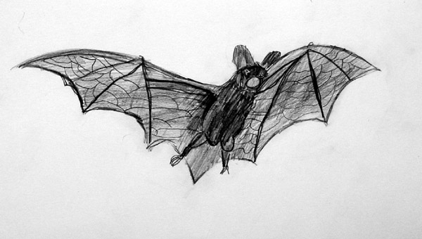 Bat