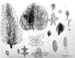 Leafes