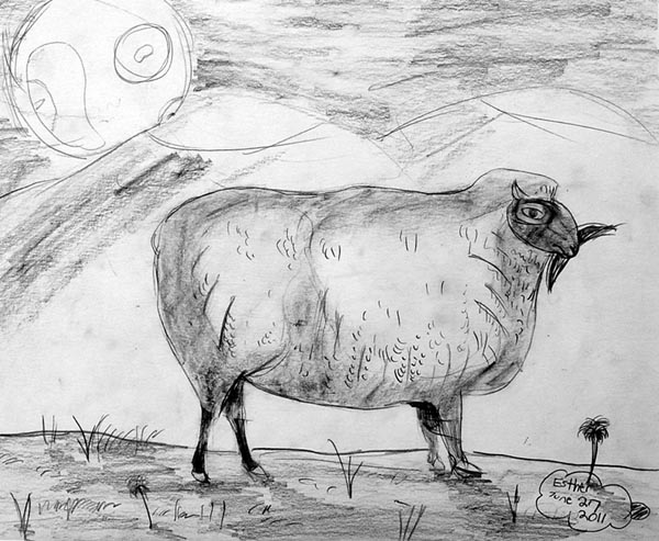 Sheep