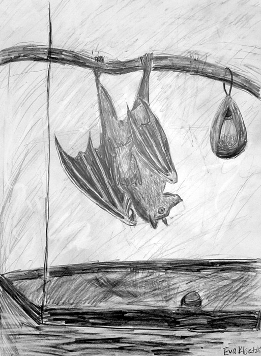 Bat