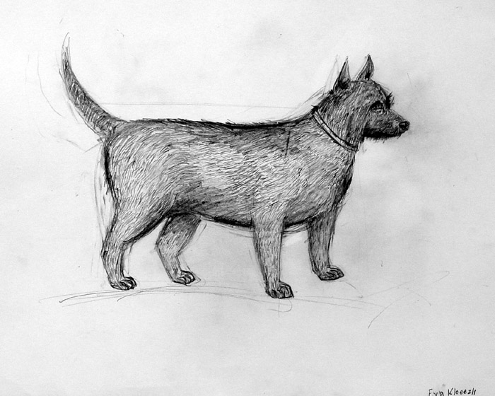 Dog