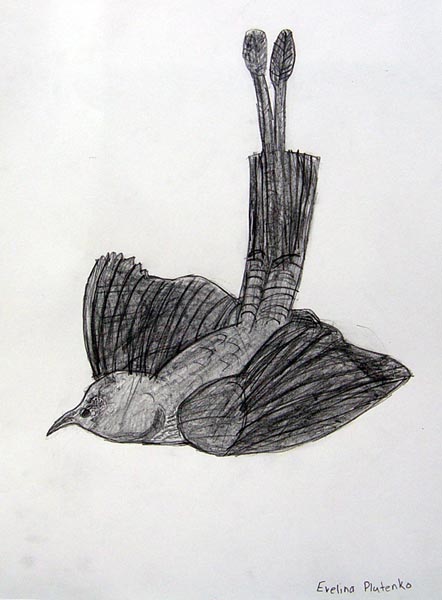 Bird_3