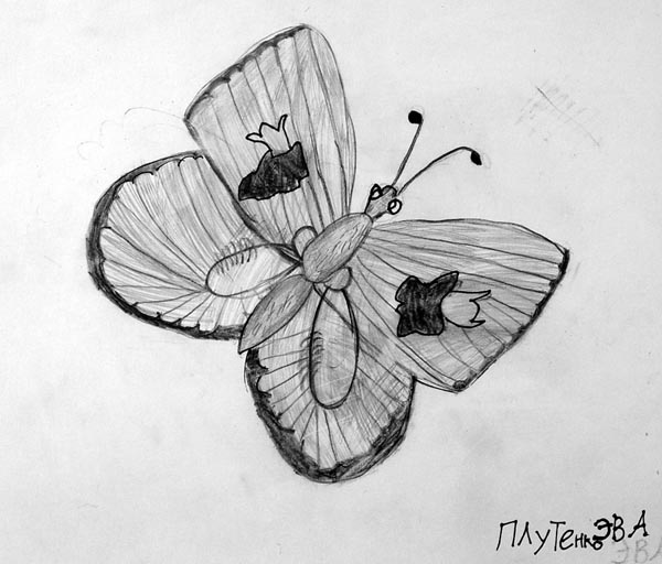 Butterfly