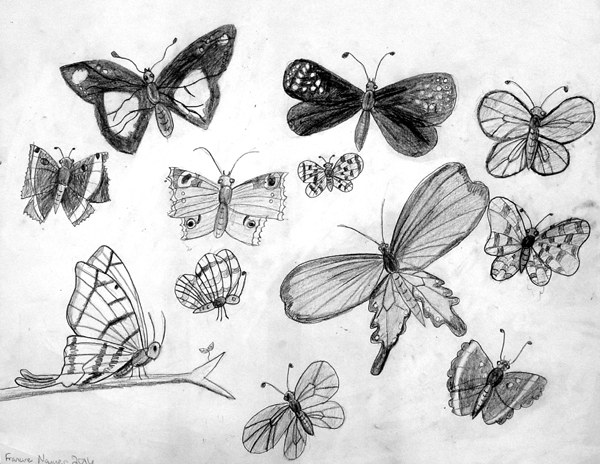 Insects
