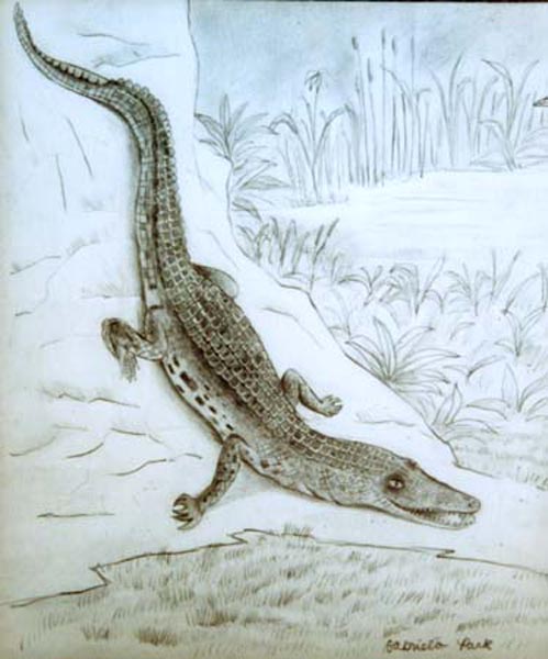 Alligator