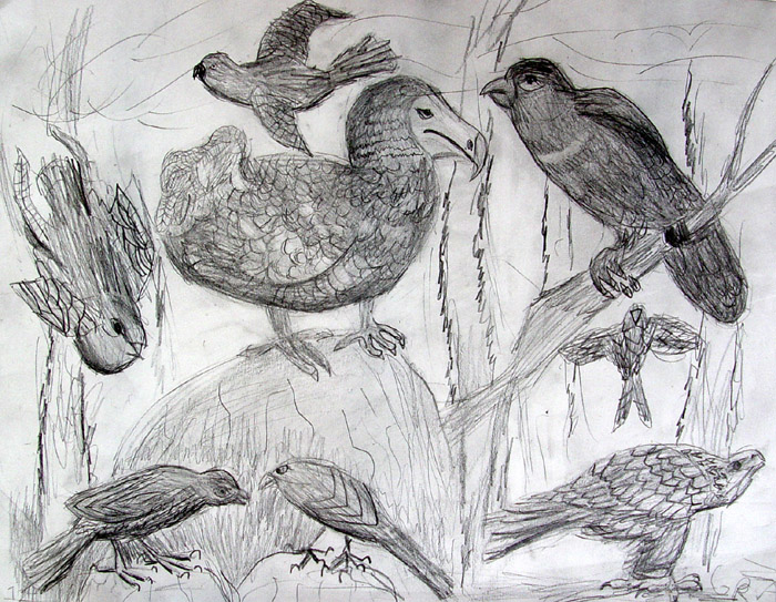 Birds