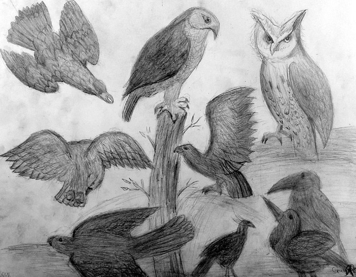 Birds_2