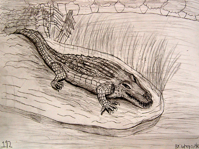 Crocodile