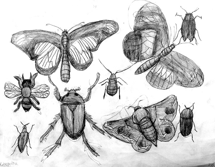 Insects