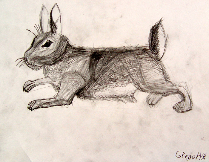 Rabbit