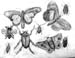 Insects
