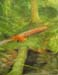 Landscape_43_(study)