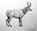 Moos