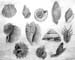 Shells