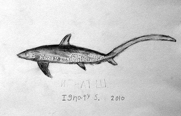 Fish