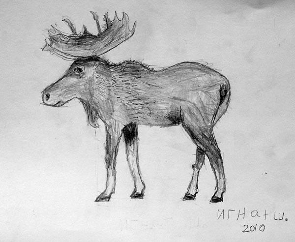 Moose
