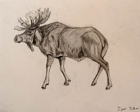 Moose