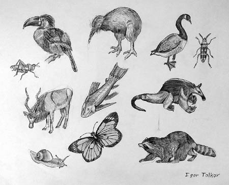 Sketches_1_(animals)
