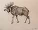 Moose