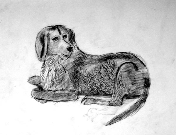 Dog