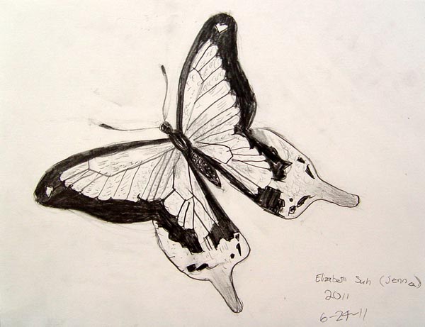 Butterfly