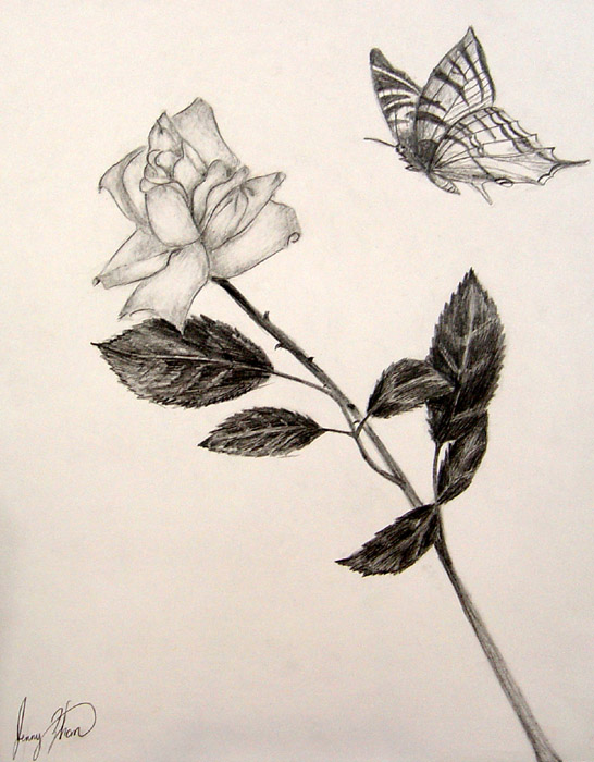 A_butterfly_and_a_flower