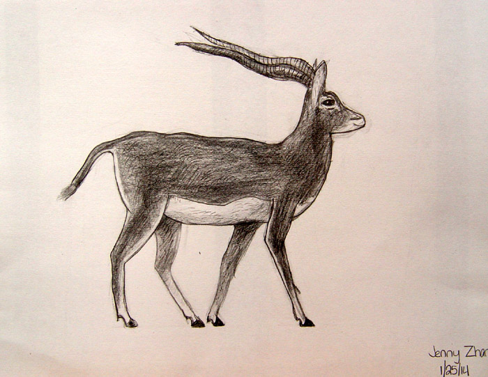 Blackbuck