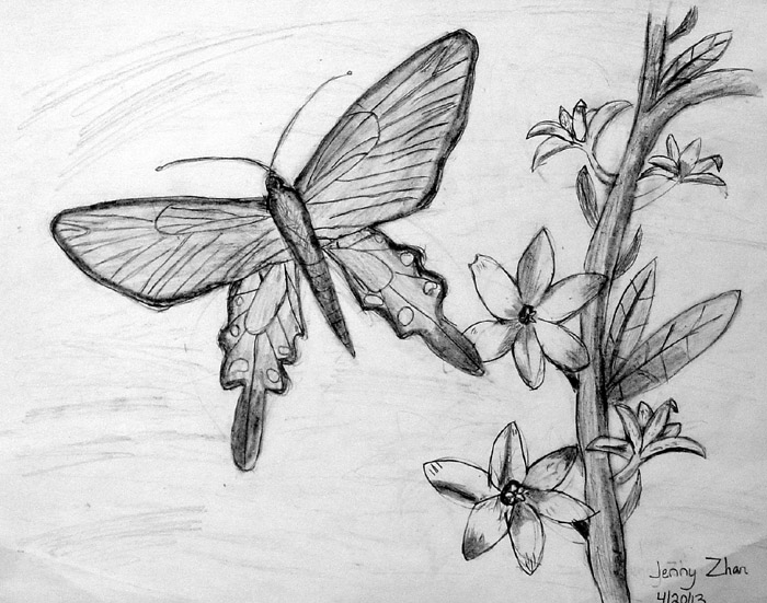 Butterfly