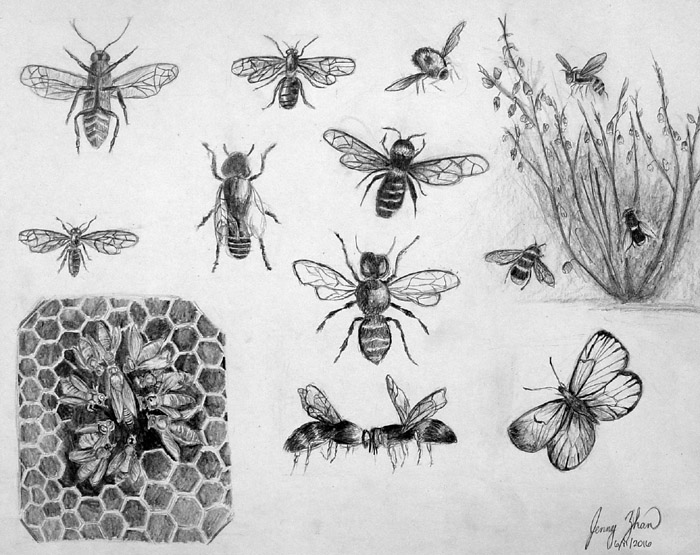 Insects
