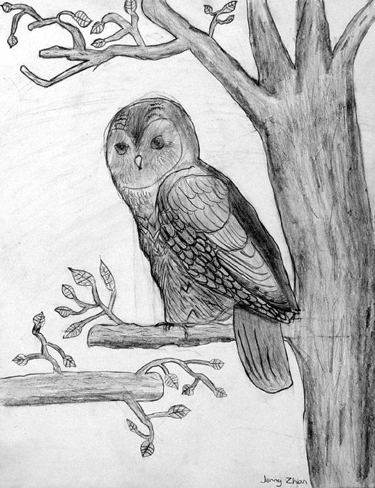 Owl