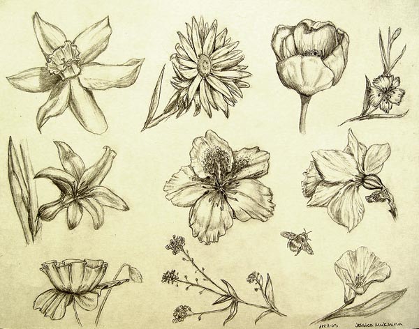 Sketches_(flowers)