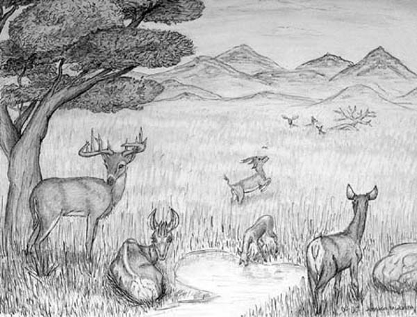 Wild_animals_(gray_scale)