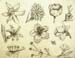Sketches_(flowers)