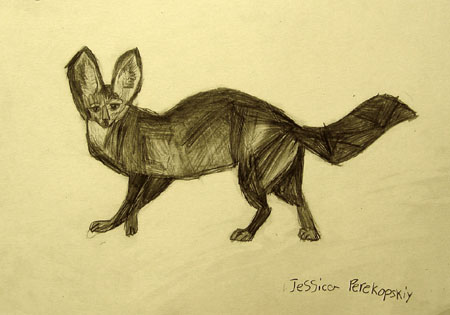 Bat-eared_fox