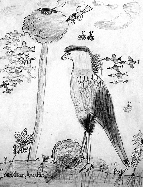 Birds