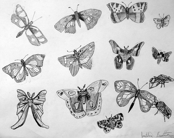 Butterflies