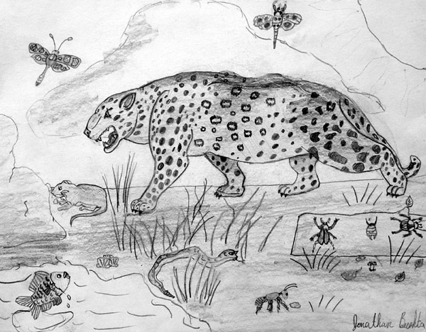 Leopard
